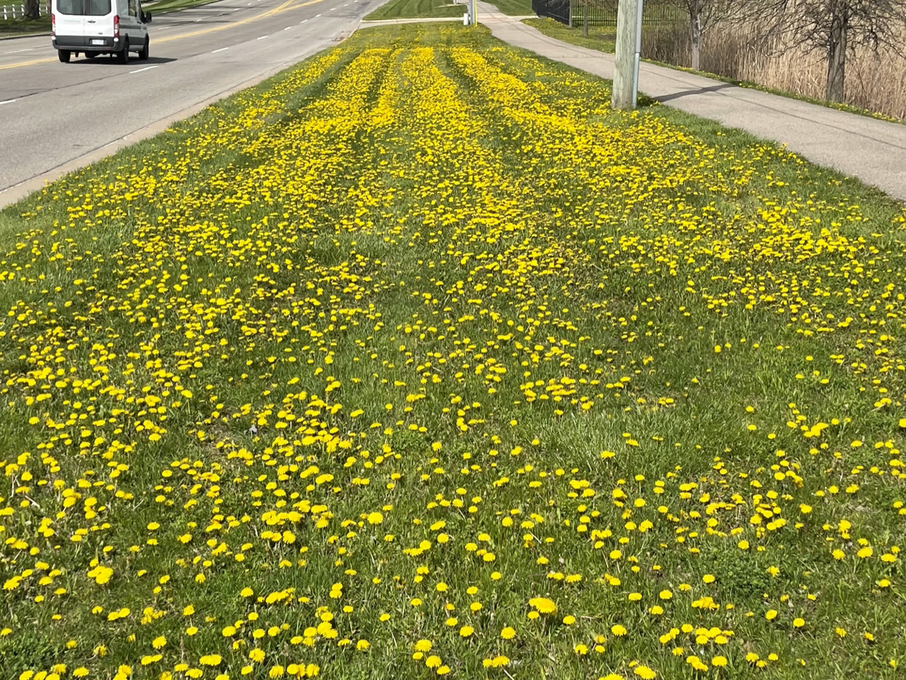 Dandelions in a lawn.